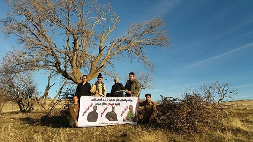 درختان بلوط آلوده در شهرستان چرداول پاک شدند